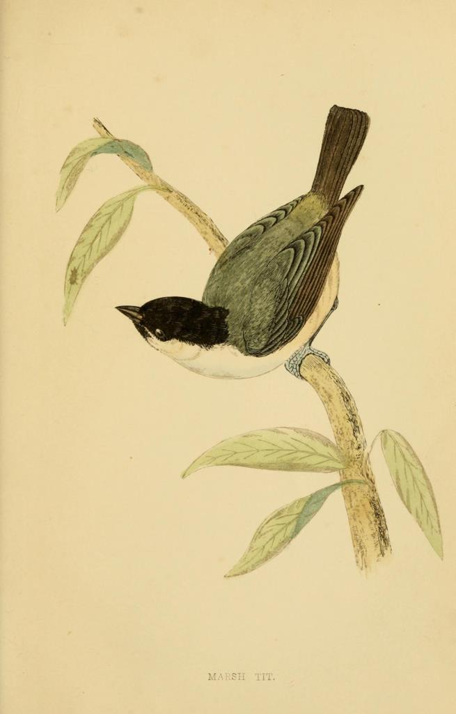 Poster DIN 4 numero 1305: Marsh Tit:  A history of British birds.. London,Groombridge and Sons,[1862?-1867?].