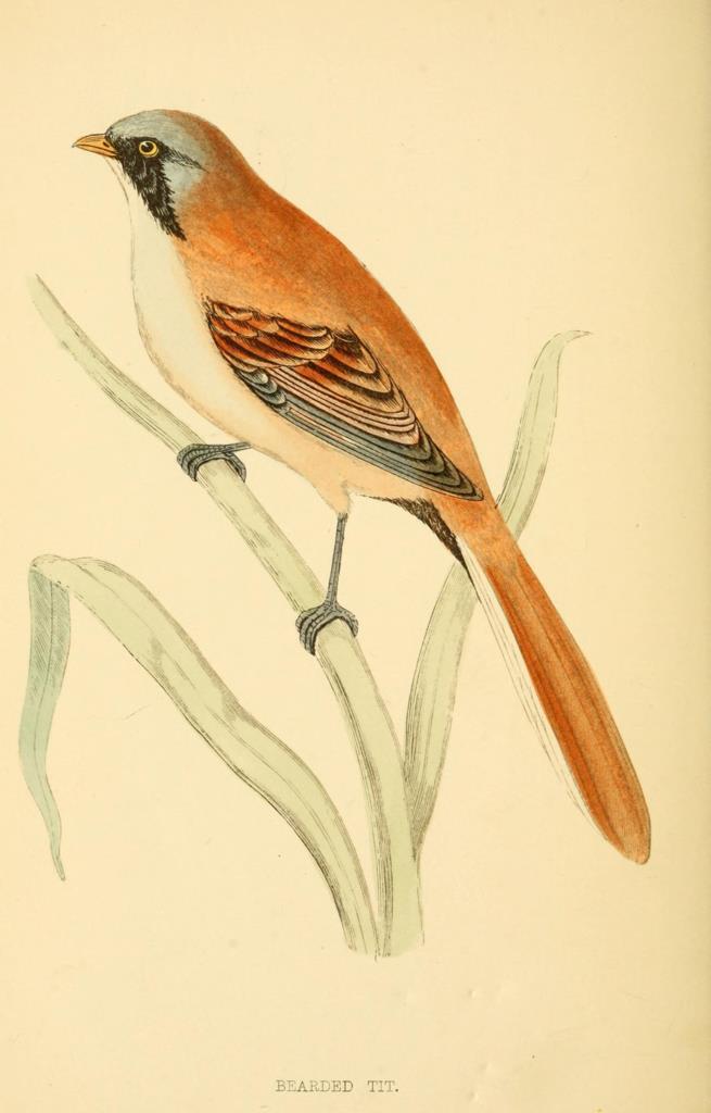 Poster DIN 4 numero 1306: Bearded Tit:  A history of British birds.. London,Groombridge and Sons,[1862?-1867?].