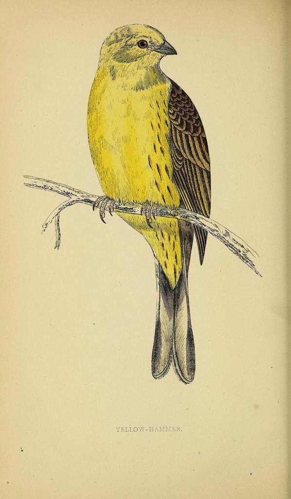 Poster DIN 4 numero 1307: Yellow-Hammer: A history of British birds.. London,Groombridge and Sons,[1862?-1867?].