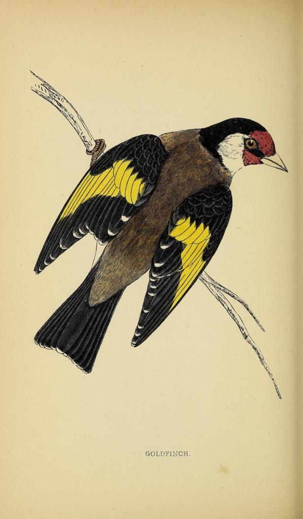 Poster DIN 4 numero 1308: Goldfinch: A history of British birds.. London,Groombridge and Sons,[1862?-1867?].