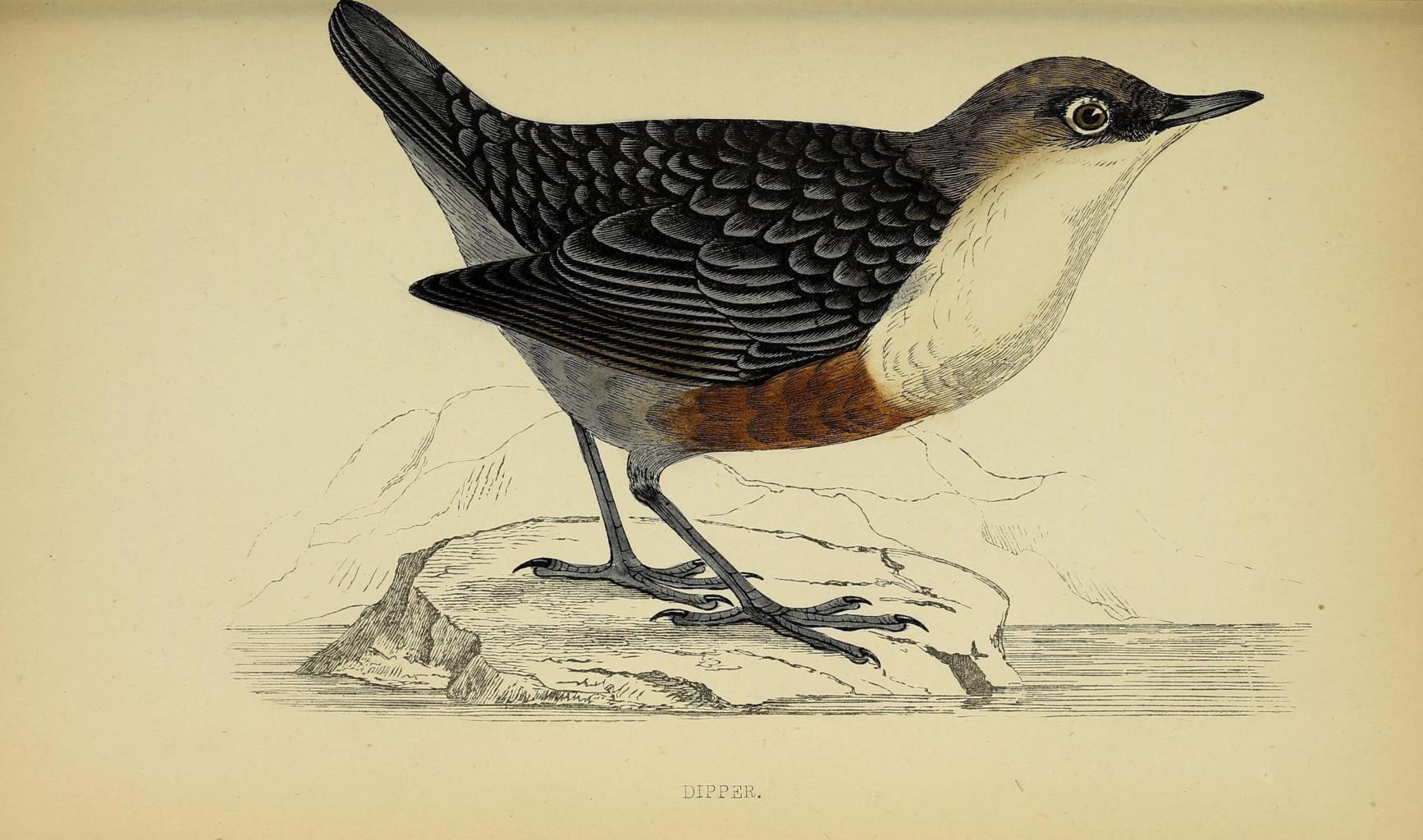 Poster DIN 4 numero 1309: Dippeer: A history of British birds.. London,Groombridge and Sons,[1862?-1867?].