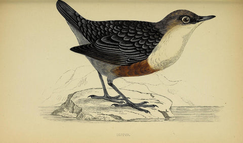 Poster DIN 4 numero 1309: Dippeer: A history of British birds.. London,Groombridge and Sons,[1862?-1867?].