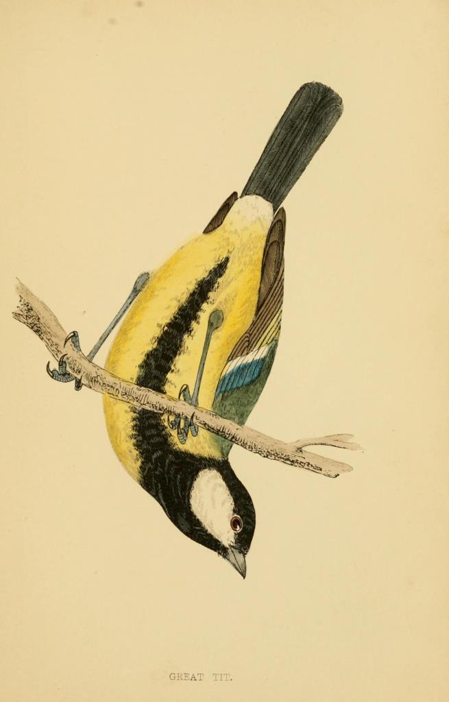 Poster DIN 4 numero 1310: Great Tit:  A history of British birds.. London,Groombridge and Sons,[1862?-1867?].