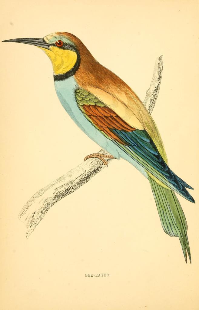 Poster DIN 4 numero 1311: Bee-Eater: A history of British birds.. London,Groombridge and Sons,[1862?-1867?].