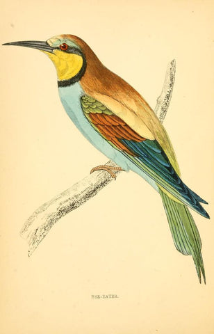 Poster DIN 4 numero 1311: Bee-Eater: A history of British birds.. London,Groombridge and Sons,[1862?-1867?].