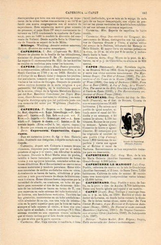 LAMINA V35129: Escudo de Capestang