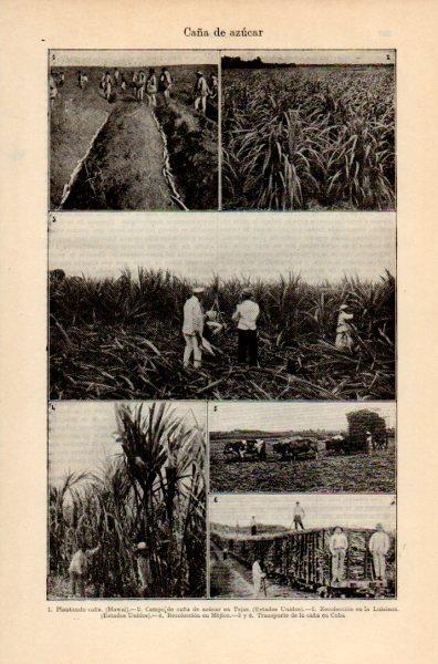 LAMINA V35125: Caña de azucar plantaciones