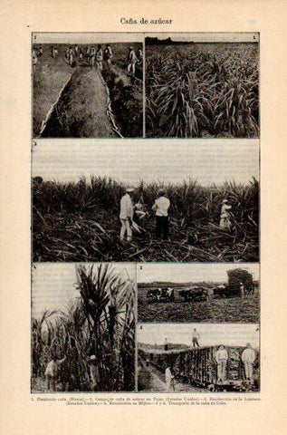 LAMINA V35125: Caña de azucar plantaciones
