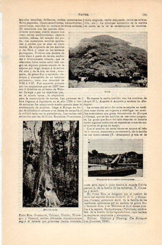 LAMINA V35113: Arbol de Caoba