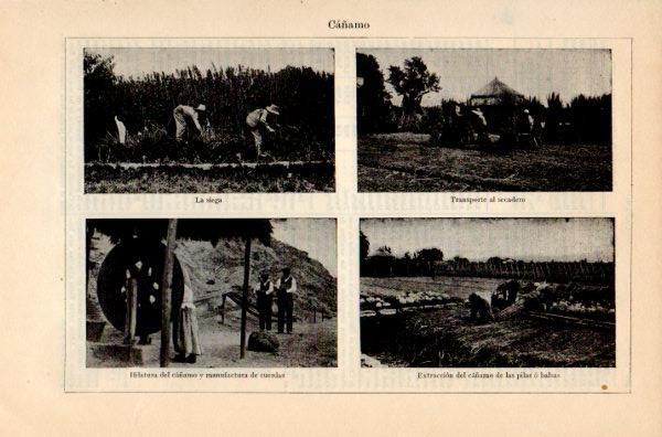 LAMINA V35145: Cañamo