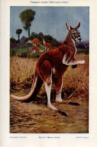 LAMINA V35095: Canguro rojizo o Macropus rufus