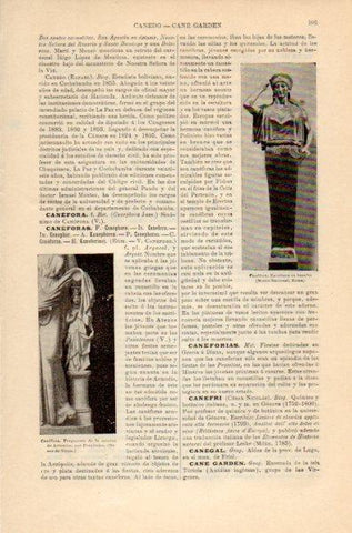 LAMINA V35077: Canefora