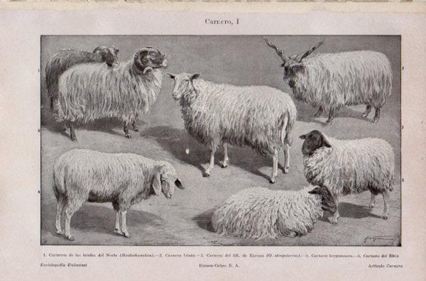 LAMINA V35276: Carnero I