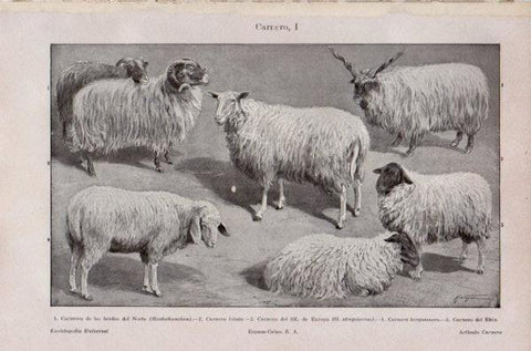 LAMINA V35276: Carnero I