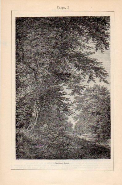 LAMINA V35294: Carpe o carpinus betulus