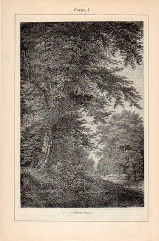 LAMINA V35294: Carpe o carpinus betulus