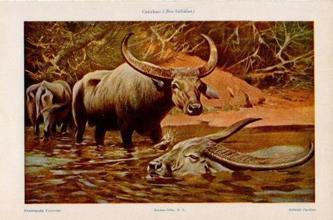 LAMINA V35206: Carabao 