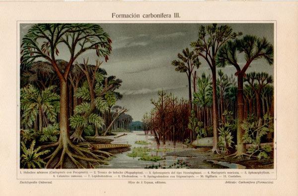 LAMINA V35205: Formacion carbonifera III