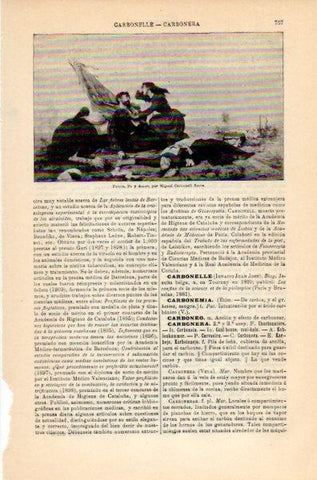 LAMINA V35182: Patria fe y amor por M. Carbonell Selva