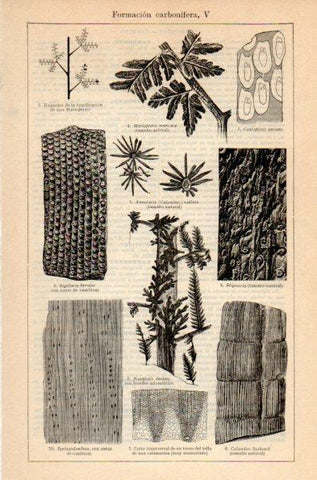LAMINA V35211: Formacion carbonifera V
