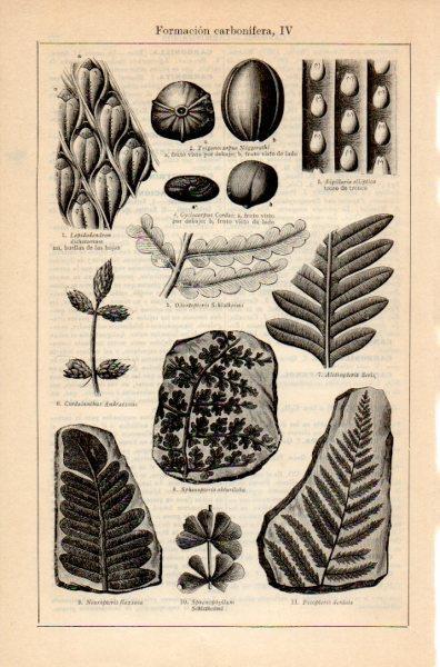 LAMINA V35212: Formacion carbonifera IV