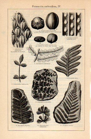 LAMINA V35212: Formacion carbonifera IV