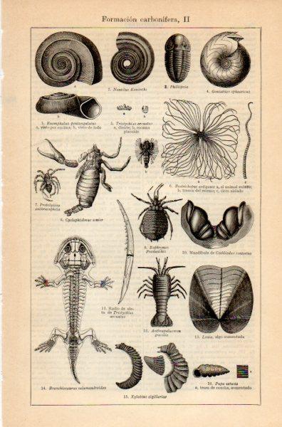 LAMINA V35213: Formacion carbonifera II