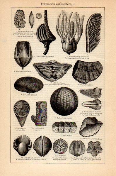 LAMINA V35214: Formacion carbonifera I