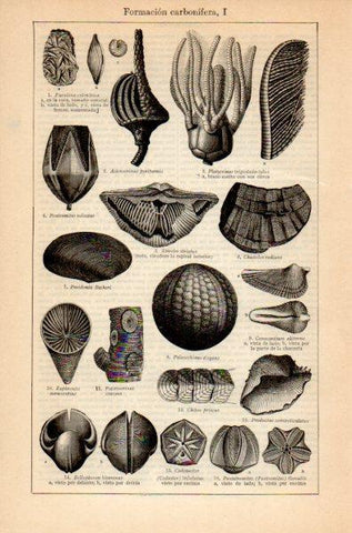 LAMINA V35214: Formacion carbonifera I